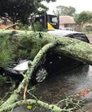 A woman was lucky to walk away after a tree landed on her car in South Auckland. Photo / Counties Manukau Fire