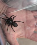 This funnel-web was discovered in Wedderburn, Victoria. Photo / News Corp