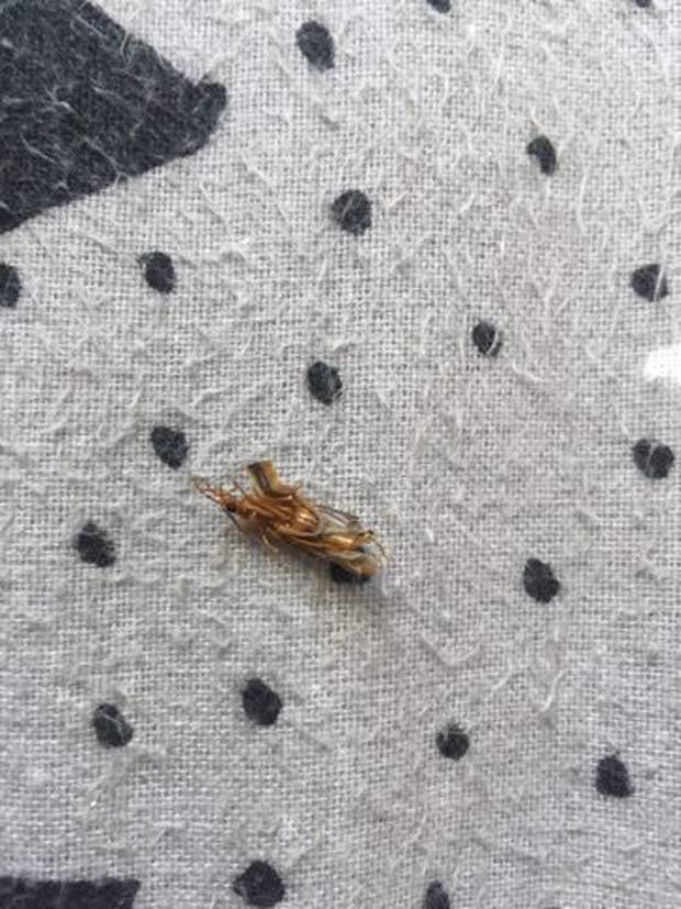 Jenna Limmer found this beetle in her 5-year-old's bed after he broke out in blisters. Photo / Supplied