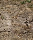 The dry conditions have extended to the South this year. Photo/File. 