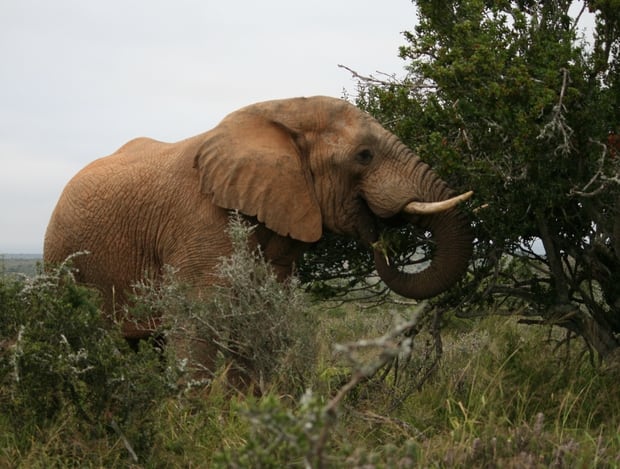 Zimbabwe is also known for its wildlife safaris. Photo / File
