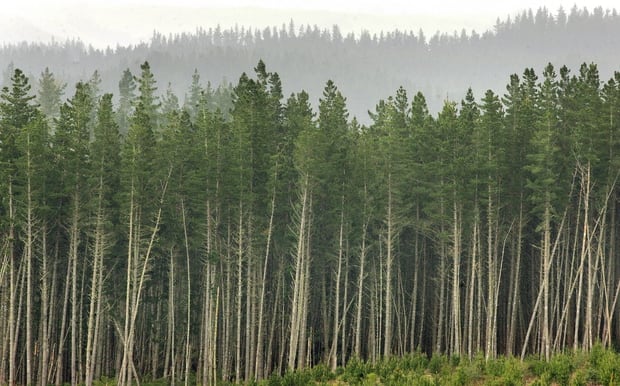 Global demand for wood resources is set to increase in sync with population. Photo / Getty Images