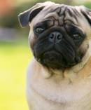 Pugs are one of the three breeds which can't be sold on Trade Me. Photo / 123RF