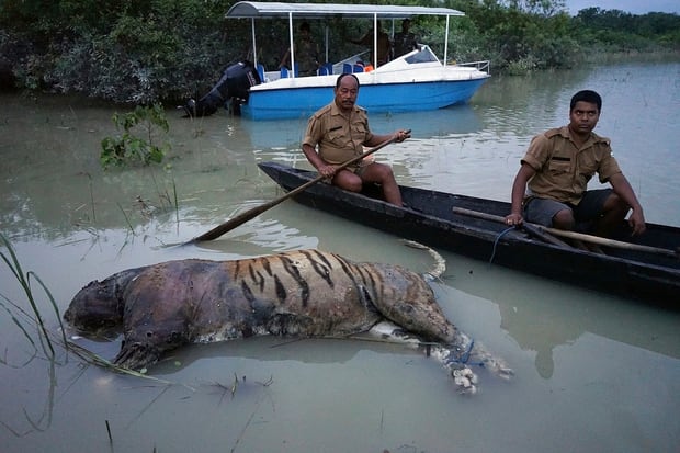 The carcass of a tiger lies in floodwaters in the northeastern Indian state of Assam. Photo / AP