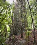 Kauri trees in the Waitakere Ranges are under threat due to the spread of kauri dieback. Photo / Michael Craig 