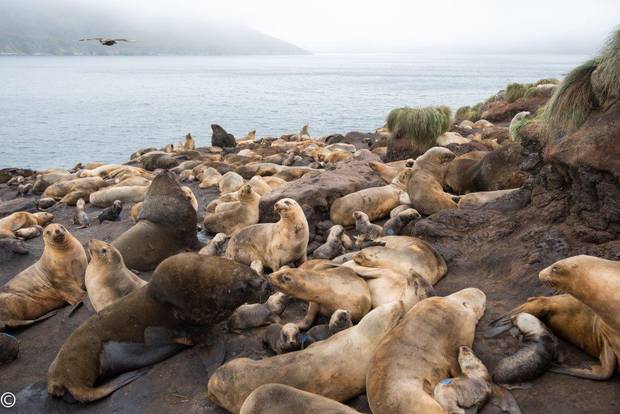 Sea lions at Campbell Island's Davis Point. Photo / Gareth Hopkins, DOC