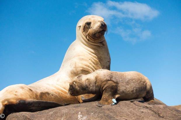 Sea lions face a range of natural and human threats, such as disease, being caught in fishing trawl nets, environmental change, food availability and predation by sharks. Photo / Gareth Hopkins, DOC