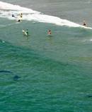  Matarangi Beach was yesterday the focus of a shark sighting after numerous sightings in 2011. Photo / Paul Estcourt
