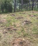 Police ripped out 16 legal hemp plants grown by Willie Kaa at Rangitukia Station on the East Cape. Photo / Supplied
