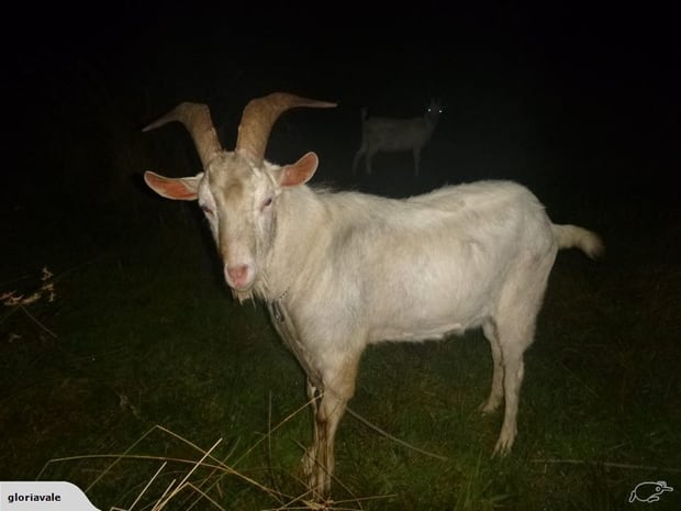 Hector the goat. Photo / Trade Me