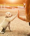 Pets are often seen as a member of the family. Photo/123RF.