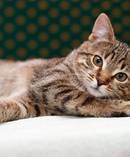 Kelly Samuels signed over the care of her cat to the local vets after being told he had an expensive kidney problem. Photo / 123RF