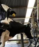 Don't expect too much whole milk powder from New Zealand this season, says analyst. Photo / file