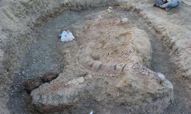 Articulated skeleton of Ophthalmosaurid ichthyosaur at the excavation site south of Lodai village, western India. Photo / Guntupalli V.R. Prasad 