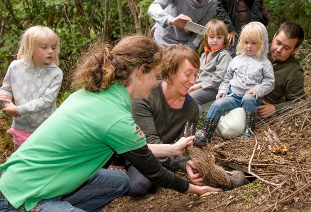 Loren Hope (centre) helps to release a kiwi called Tumanako, which means hope, into its temporary burrow.