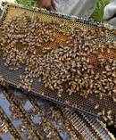 The certification trade mark acted as a type of open standard, so any qualifying honey from New Zealand can use it. Picture / NZME