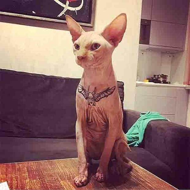 Tat cat: Elena Ivanickaya from Chernihiv in northwest Ukraine, has come under fire after having her Sphynx cat tattooed. Photo / Instagram