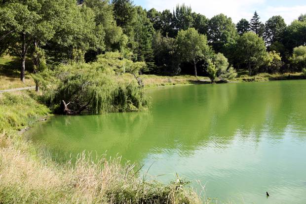 An algal bloom in summer 2016 also came with a fish die-off. Photo / File
