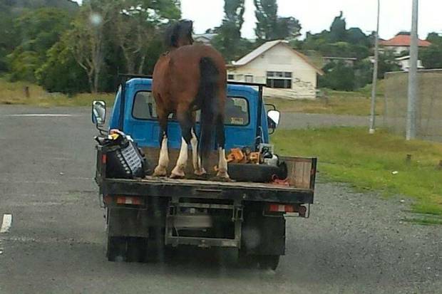 A horse hitched a ride on a ute in Northland, leaving police speechless. Photo / Houhora Police
