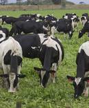 Dairy prices gained 4.9 per cent at the latest GlobalDairyTrade auction. Picture/NZ Herald. 