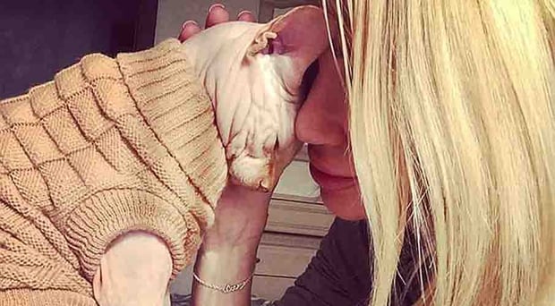 Spoiled: She says her cat lives a better life than those who slammed her for having it tattooed. Photo / Instagram
