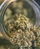 Recreational use of cannabis is currently illegal in New Zealand under the Misuse of Drugs Act 1975. Picture / Getty Images
