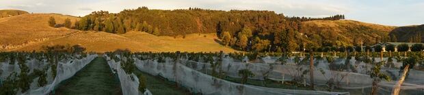 The sun begins to hit the vines as day breaks at The Farmhouse. Photo / Eveline Harvey