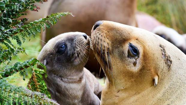Conservation Minister Eugenie Sage wants the decline of New Zealand's iconic sea lion reversed, with... 				</div>
						<a href=