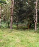 A typical UK forest - or is it?