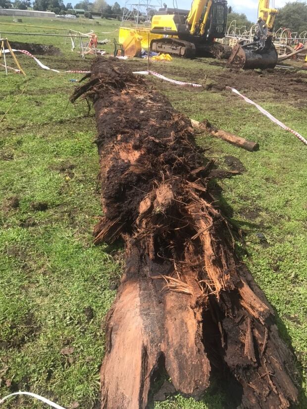 A Kauri log dug up near the site of a fuel pipeline running from the Marsden Point refinery. Photo / Supplied