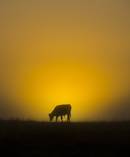 The effects of drought are felt through the economy. Picture / Brett Phibbs