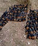 JHundreds of bats dropped dead in Campbelltown during the weekend heatwave. Photo / AAP