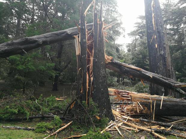 Trees in Henderson Park near Corbans Estate damaged. Photo / Supplied
