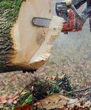 Stumpmaster Limited was ordered to pay $108,500 after a WorkSafe investigation. Photo/123RF