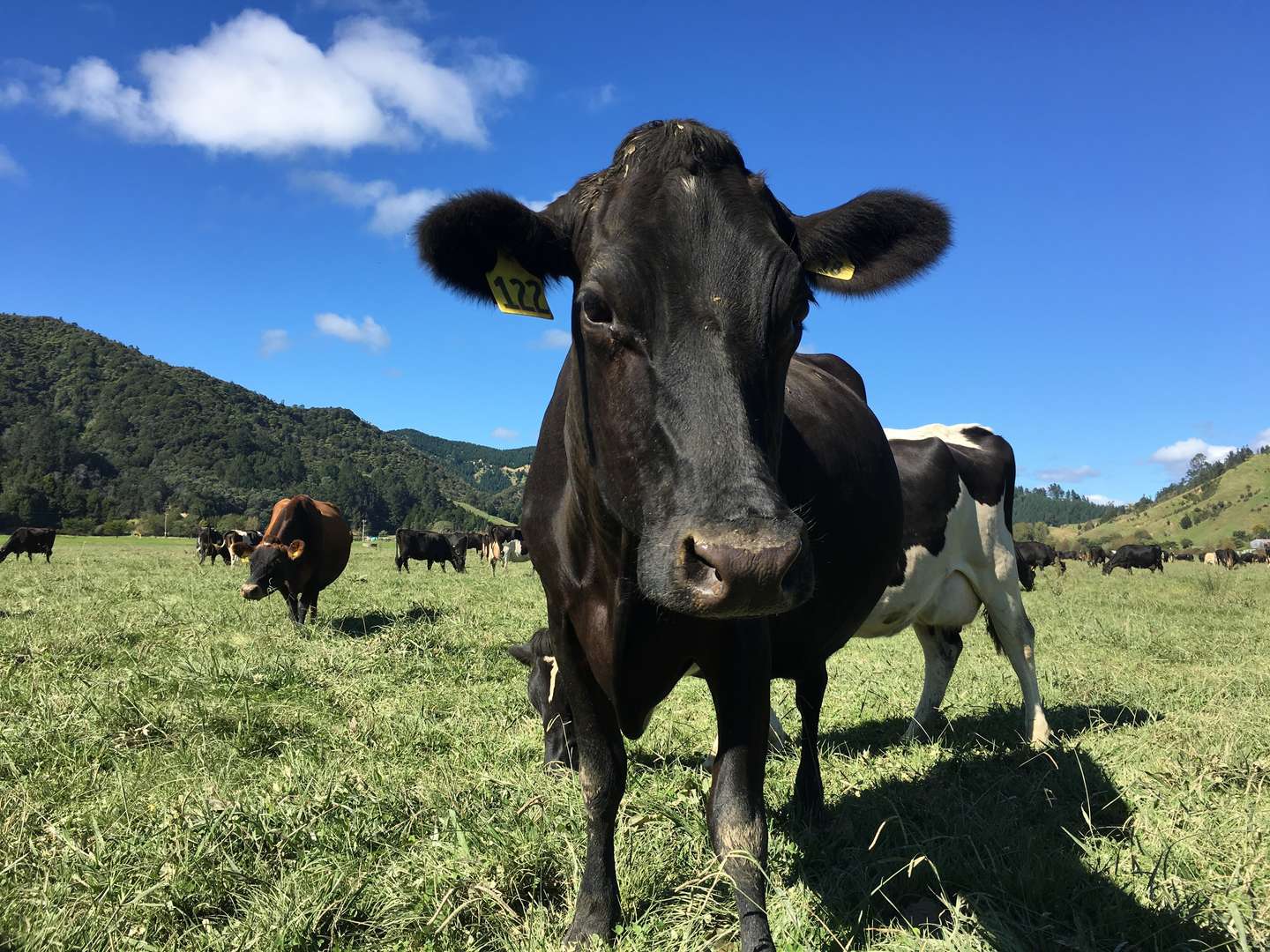 One of Jared Watson's dairy cows. Photo / Supplied.