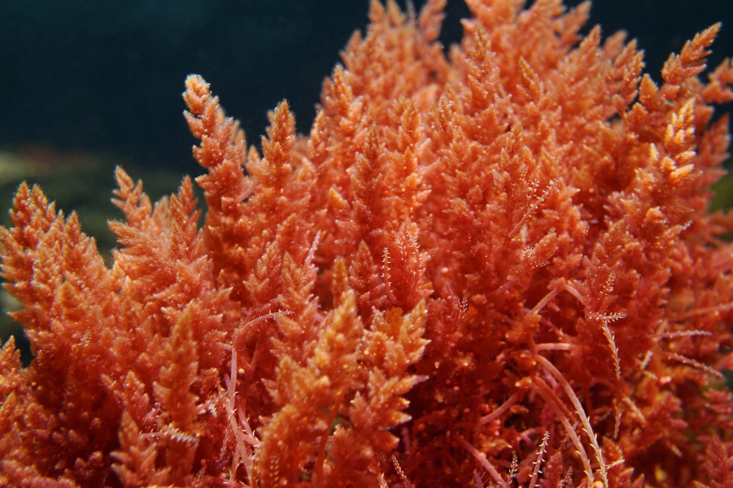 Asparagopsis . Photo / Getty Images. 
