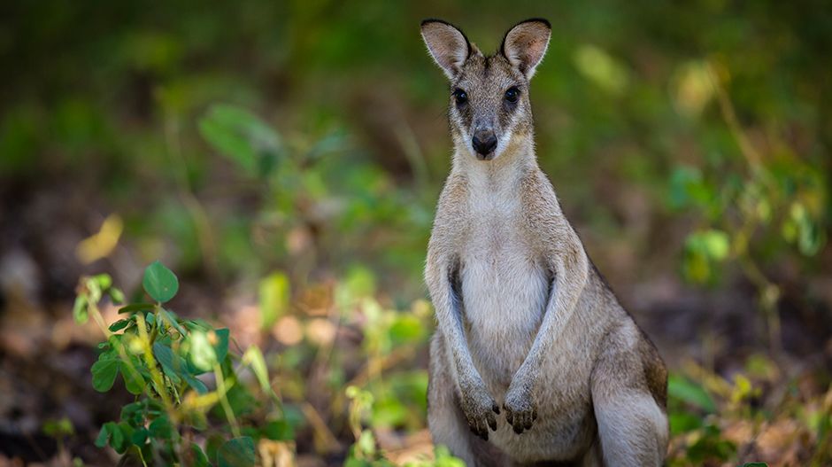 Wallaby. Photo / Getty Images.