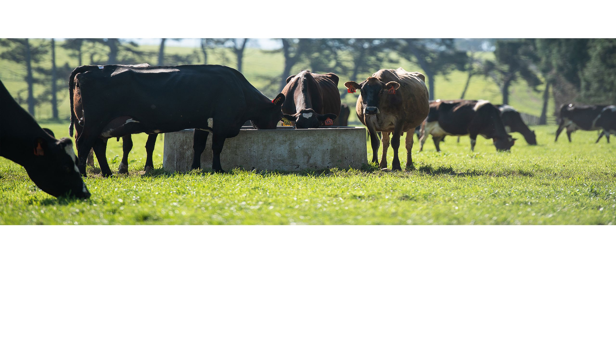 Dairy cows in the Tararua District, Manawatu. Image / Supplied.  