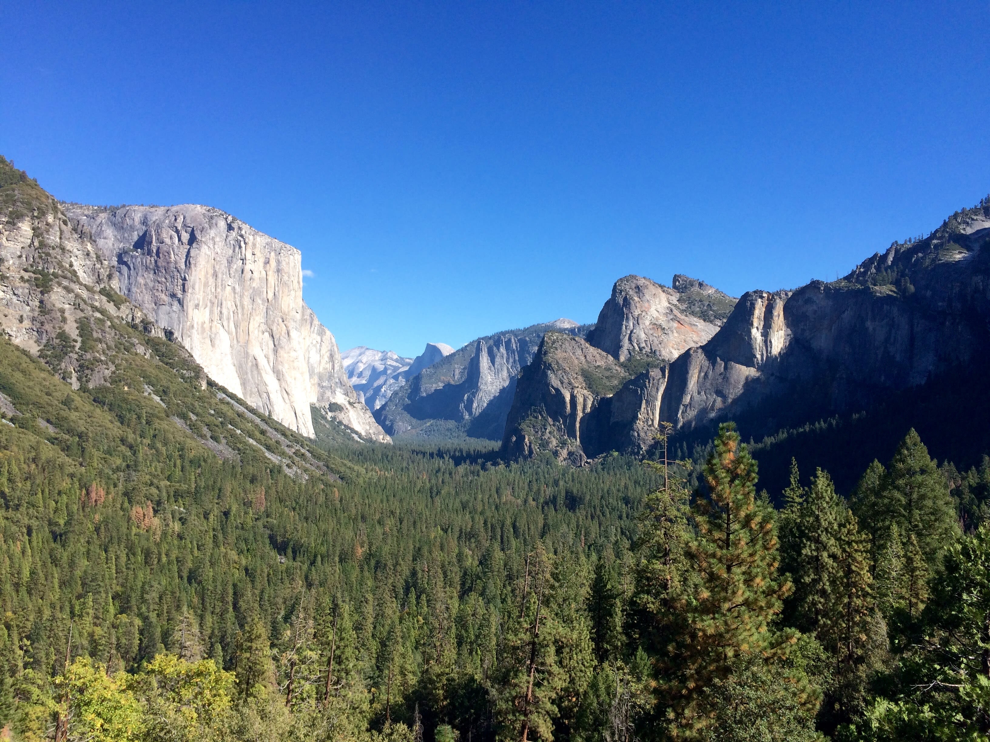 green pine trees near gray cliff during daytime