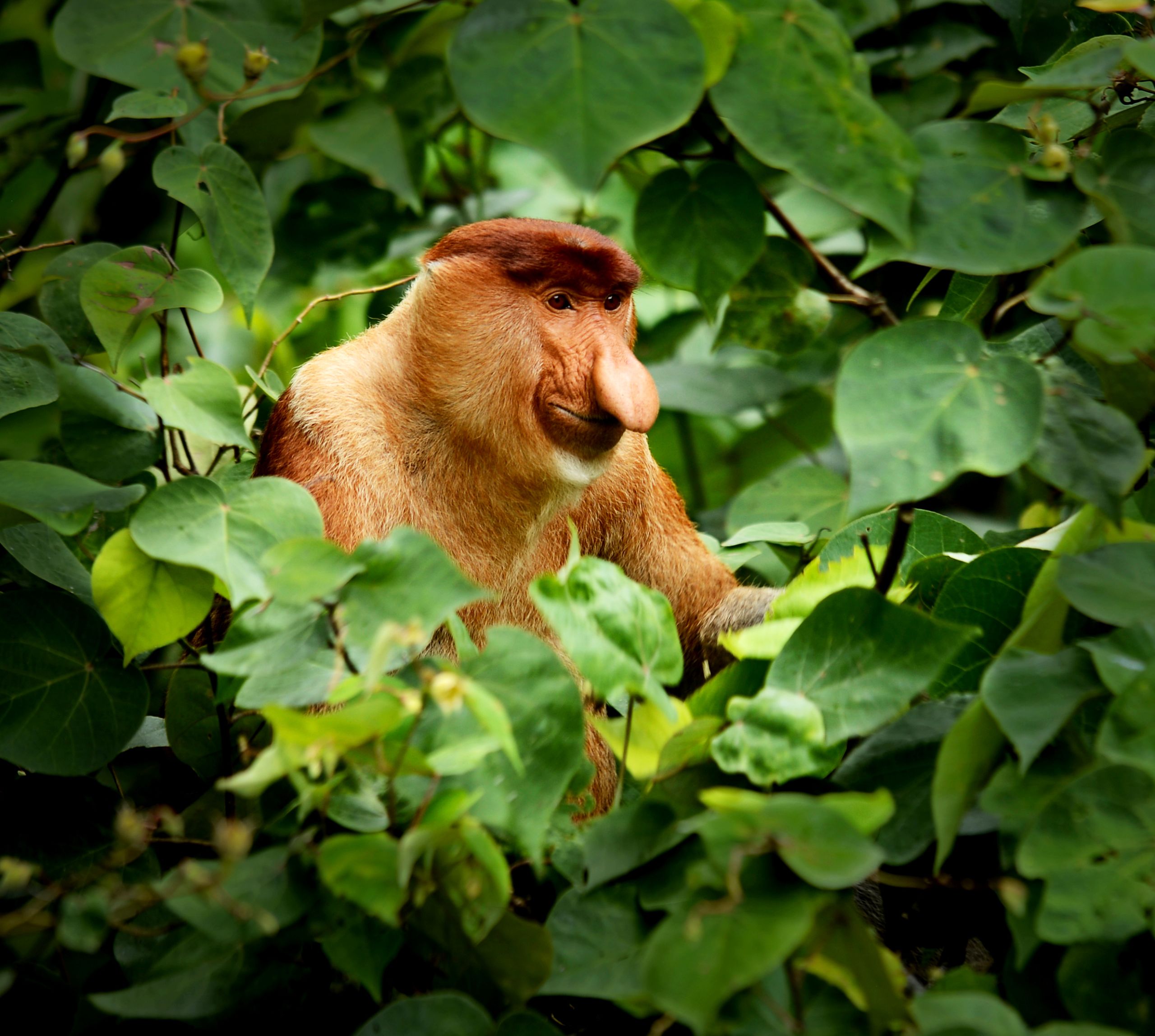 Proboscis Monkey. Photo / Iskandar Abdul Razak, Getty Images