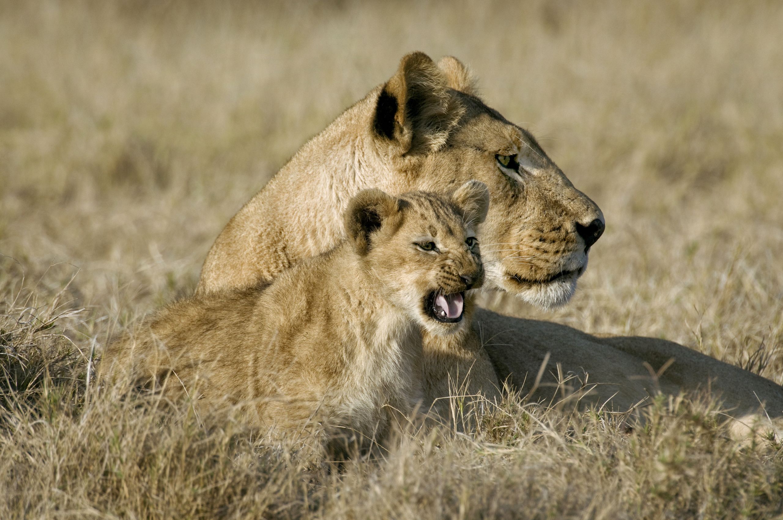 Born free: Lioness and cub. Photo / Mike Myers
