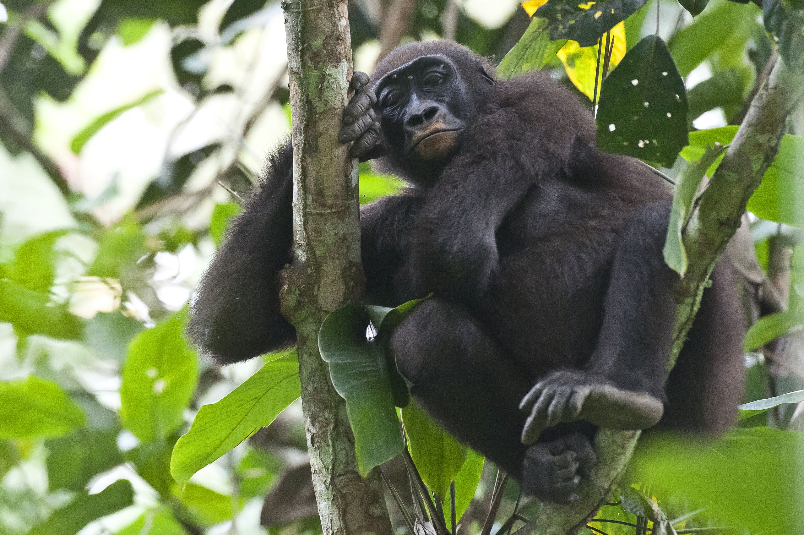 Gorilla in our midst: A western lowland gorilla observes the photographer. Photo / Mike Myers