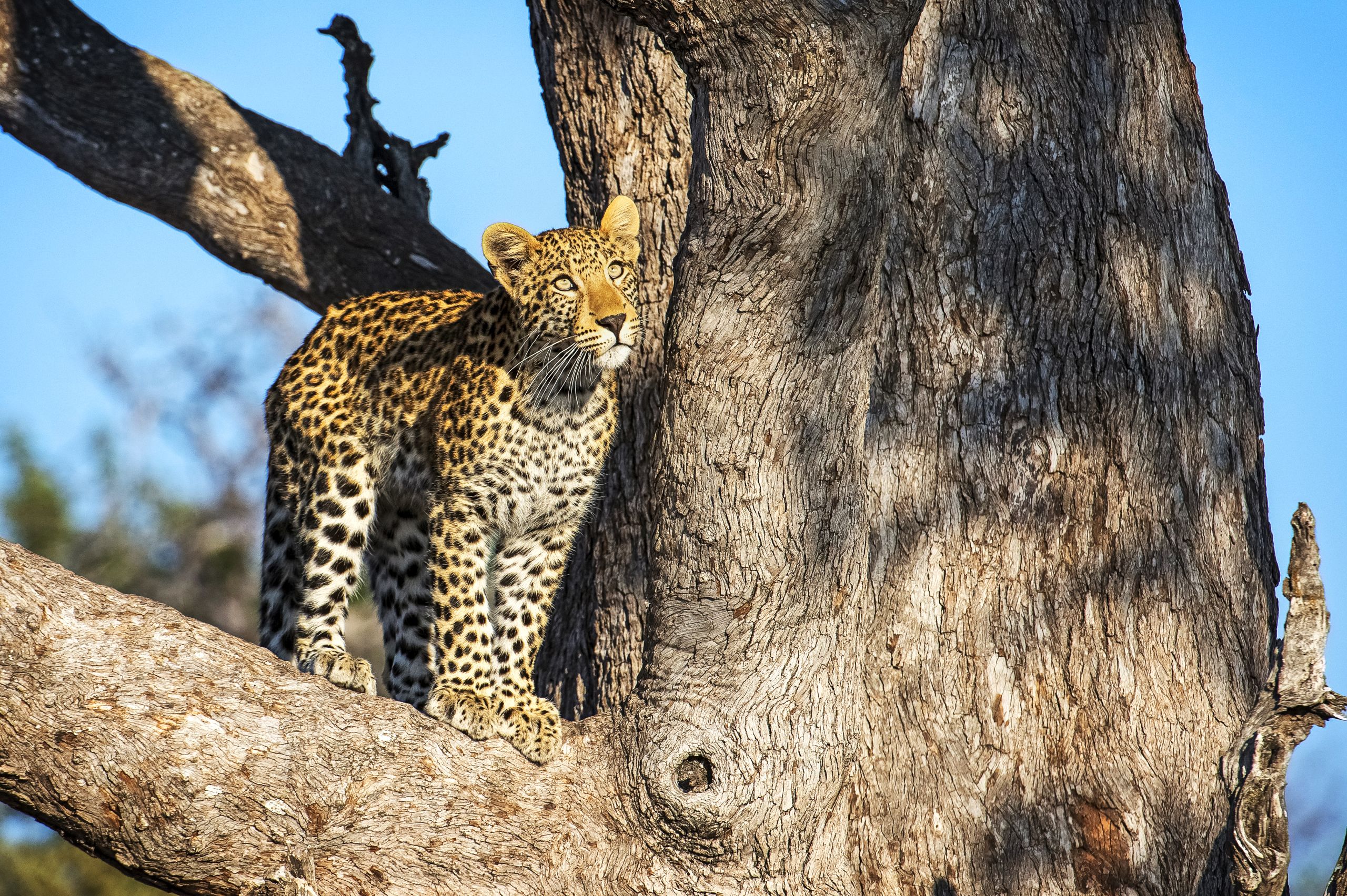 A rare spot: Leopard up a tree. Photo / Mike Myers