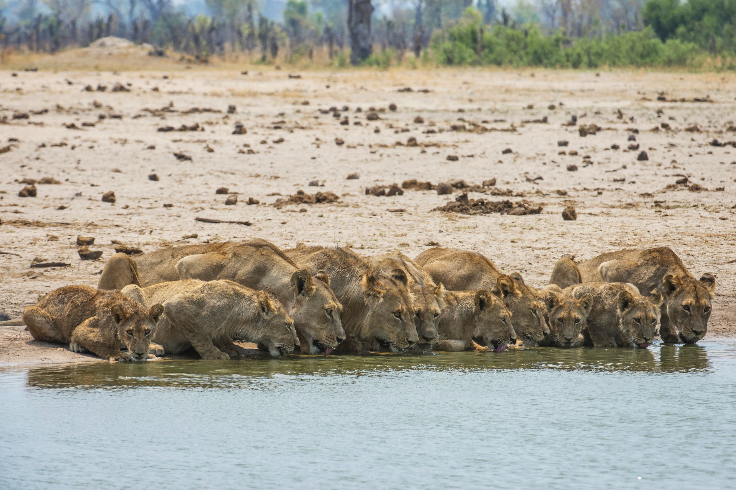 Lap it up: A pride of lionesses drink at the watering hole. Photo / Mike Myers