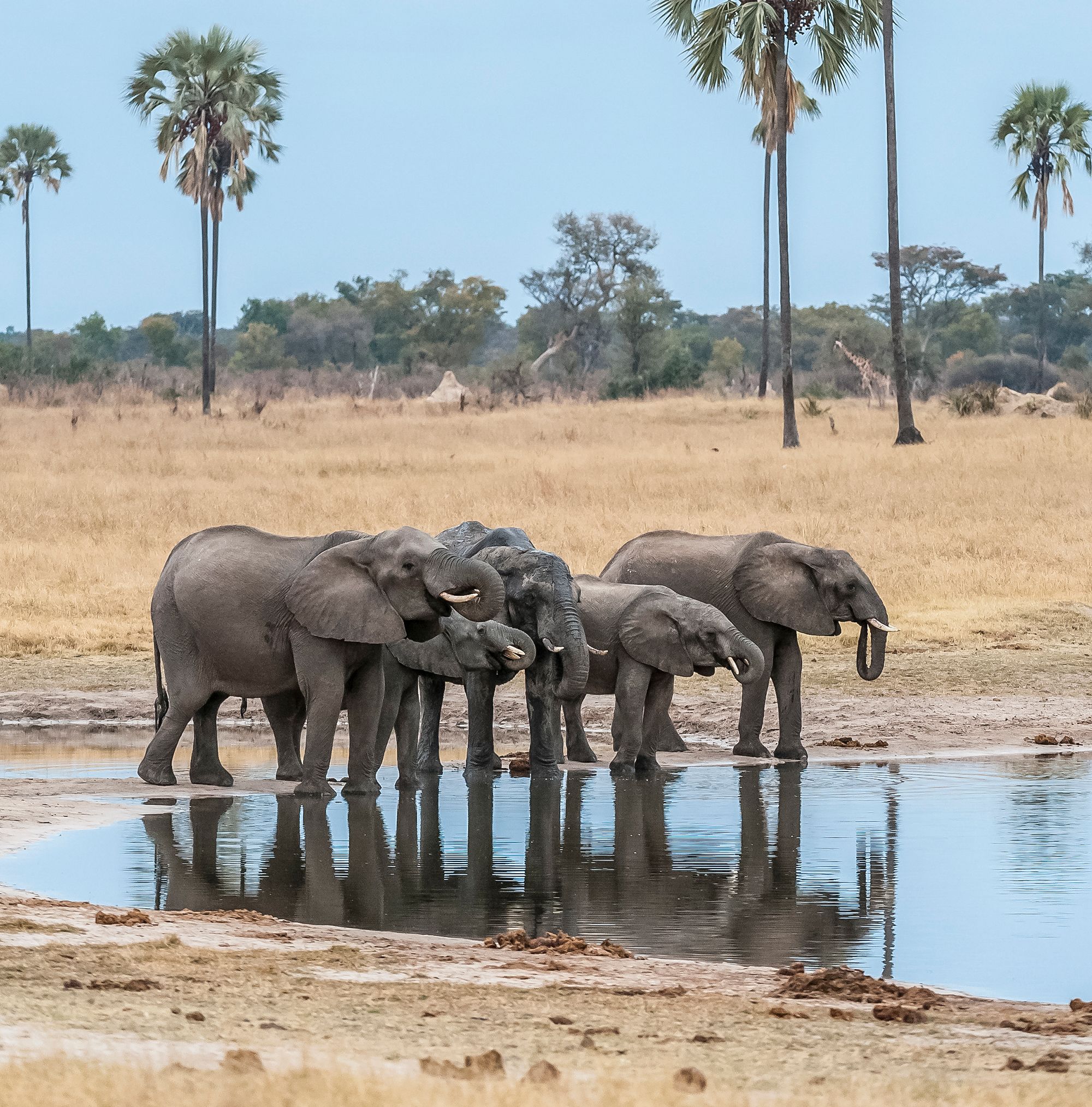 Elephants gather at the water. Photo / Mike Myers