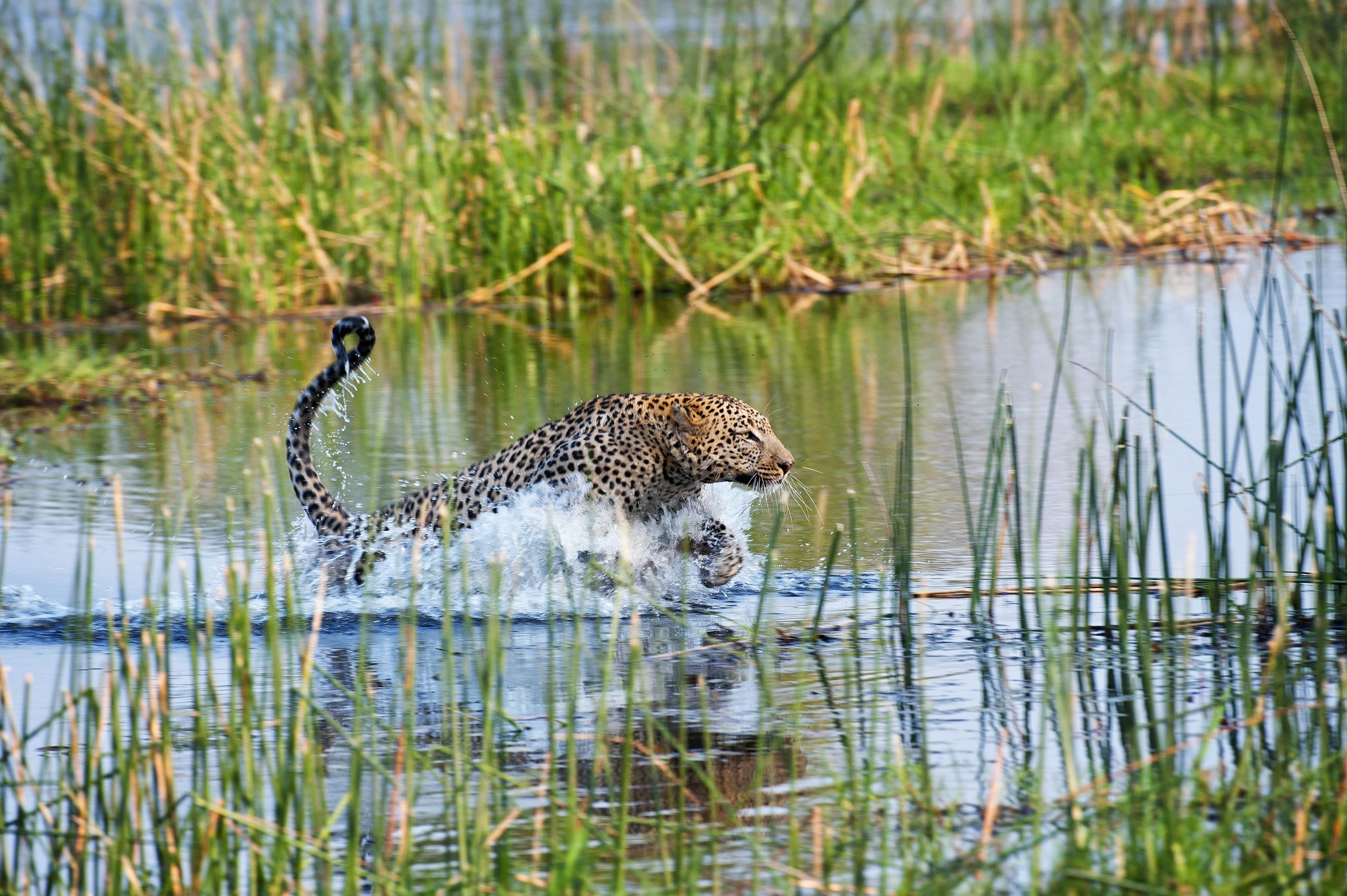 A leopard crosses wetland. Photo / Mike Myers
