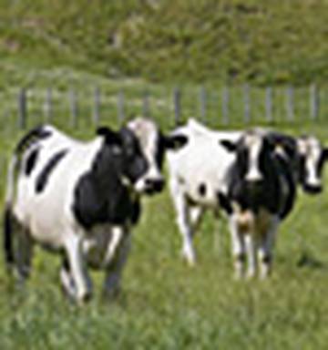 Breathe In The Cow Dung Cockies It Ll Cut Your Cancer Risk Nz