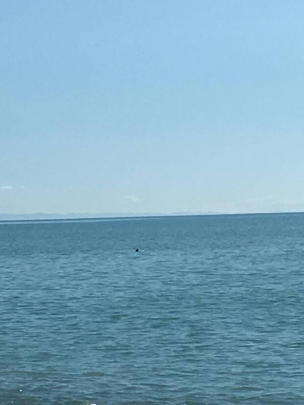 While Chase Dorwick and Richard Brown didn't take photos during the ordeal, they took this photo when it came back and they were safely on shore. Photo / Supplied. 