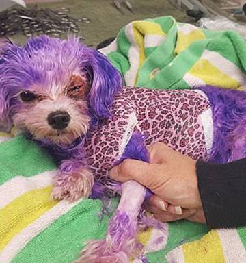 Dog Almost Dies When Her Owner Uses Human Hair Dye On The Pet Nz