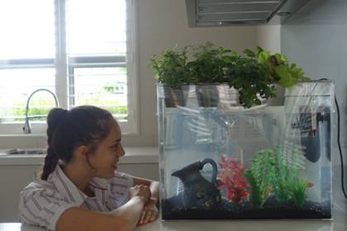 17 Year Old Grows Successful Aquaponics Business Nz Herald